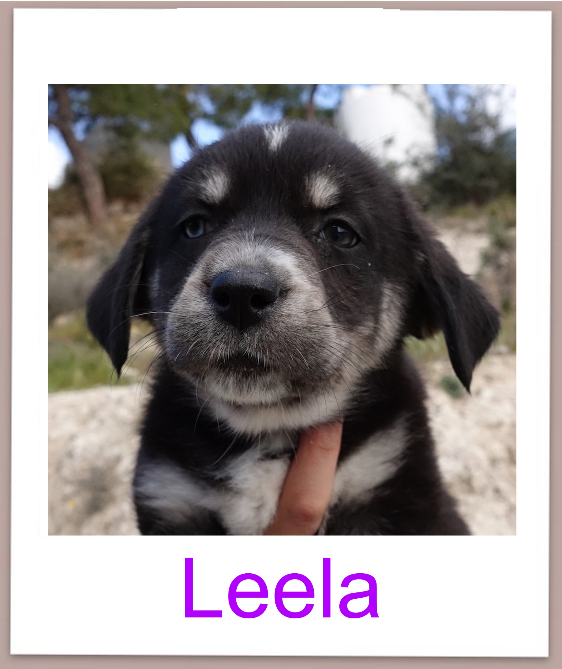 leela prof