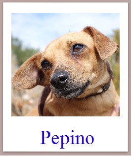 pepino mini
