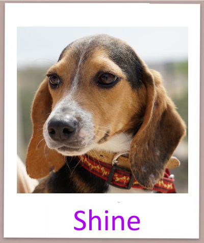 shine prof