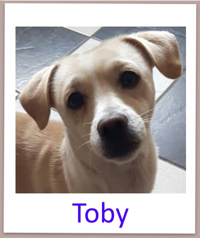 toby prof