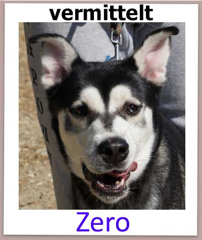 Der Huskymischling Zero aus Zypern sucht ein Zuhause und kommt aus dem Tierheim.
