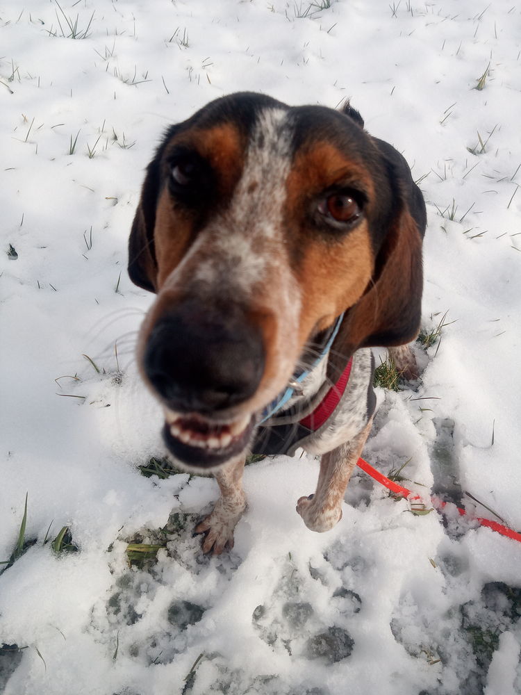Jagdhund Mischling aus aus einer Tötungsstation.
