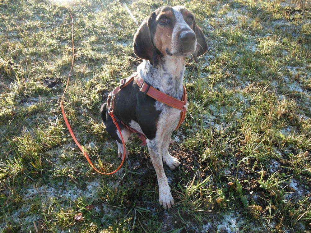 Jagdhund Mischling in einer Pflegestelle im Allgäu.