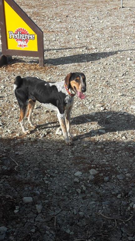 Bob2 kommt aus dem Tierheim auf Zypern und sucht seine Familie.