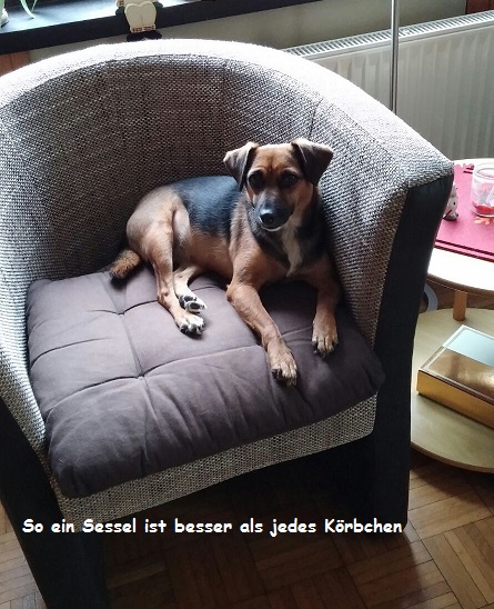 Das Notfellchen Helen aus dem Auslandstierheim auf Zypern ist Zuhause angekommen.