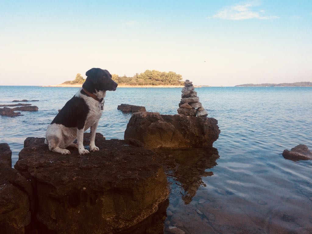 Jagdhundmischling im Urlaub in Kroatien.