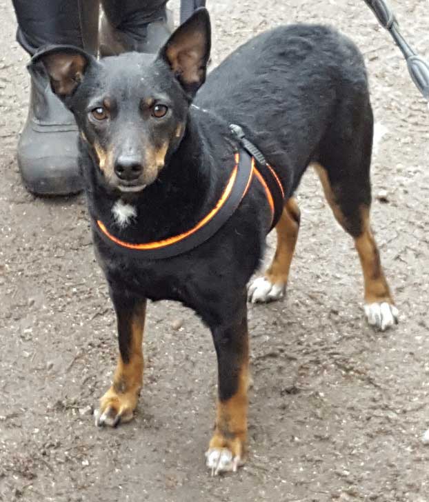 Das Notfellchen Pinscher Mischling Mavi aus dem Auslandstierheim auf Zypern sucht ein Zuhause.