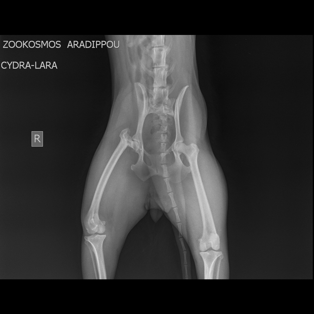 CYDRA LARA Small Skeletal 10 kg Pelvis VD 20 01 2016 15 58 37 184