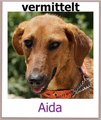 Die Mischlingshündin Aida aus Zypern sucht ein Zuhause und kommt aus dem Tierheim.
