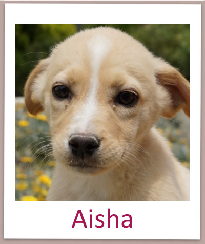 Aisha prof