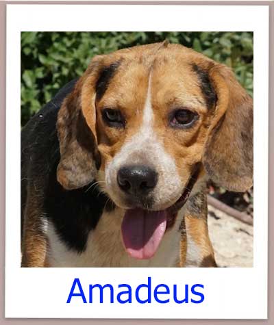 Amadeus prof