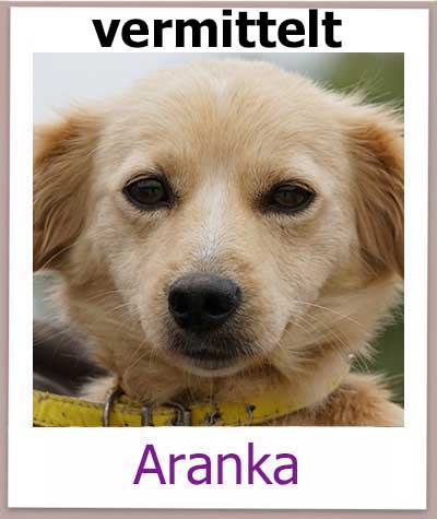 Aranka Tierschutz Hund Zypern vermittelt