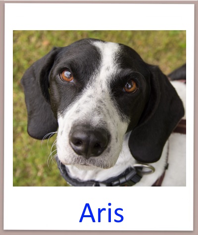 Aris prof neu
