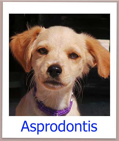 Asprodontis prof