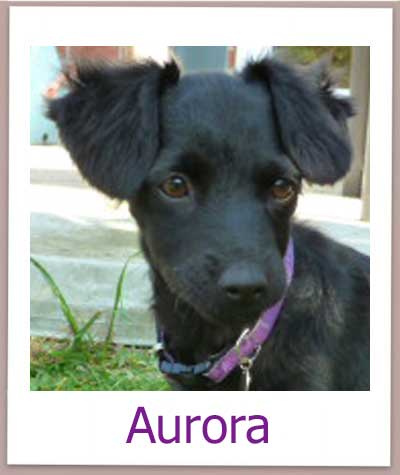 Aurora prof neu
