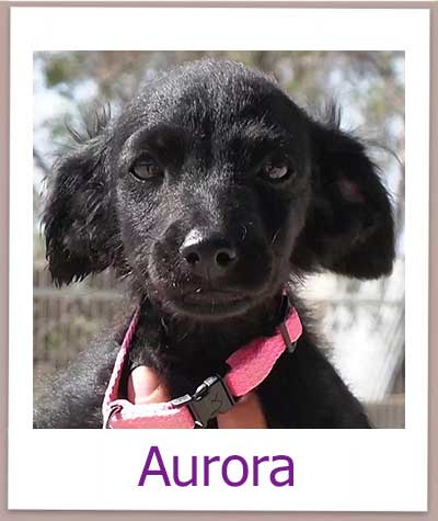 Aurora prof