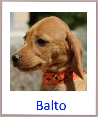 Balto prof