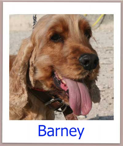 Barney prof