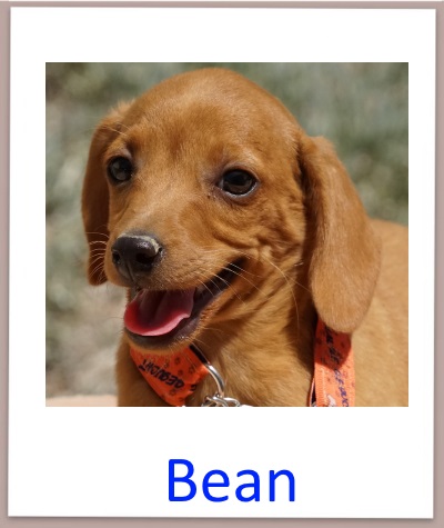 Bean prof