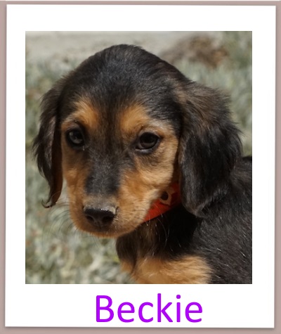 Beckie prof