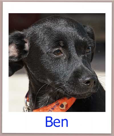 Ben prof