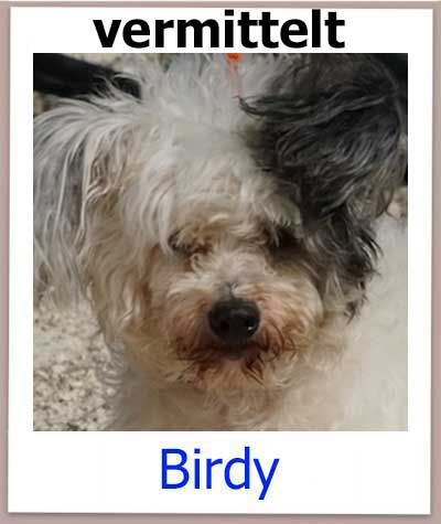 Birdy Tierschutz Hund Zypern vermittelt