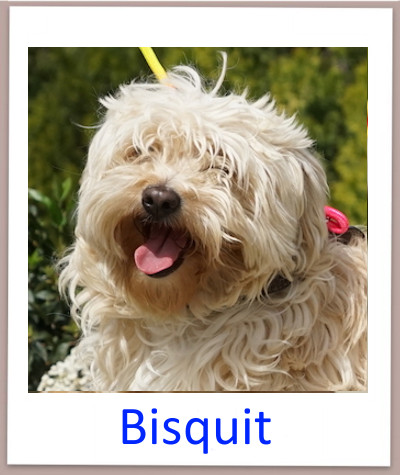 Bisquit prof