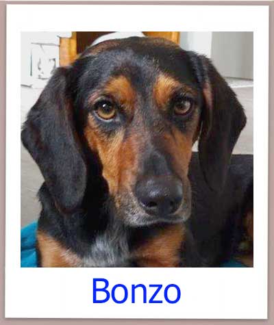 Der Mischlingshund Bonzo aus Zypern sucht ein Zuhause und kommt aus dem Tierheim.
