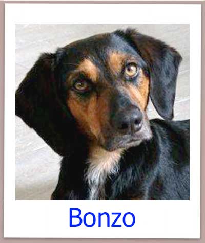 Der Mischlingshund Bonzo aus Zypern sucht ein Zuhause und kommt aus dem Tierheim.