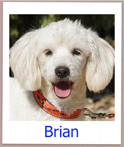 Brian prof