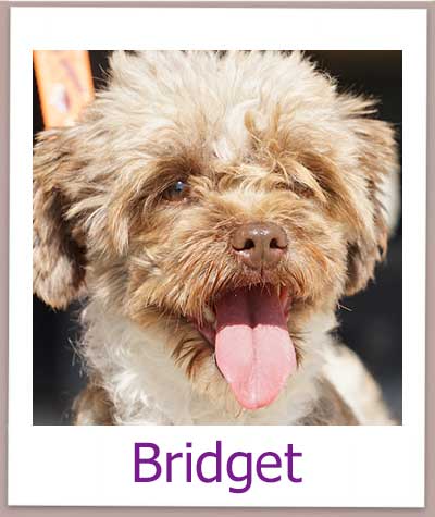 Bridget prof