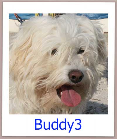 Buddy3 prof