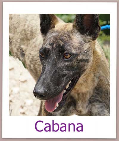 Cabana prof