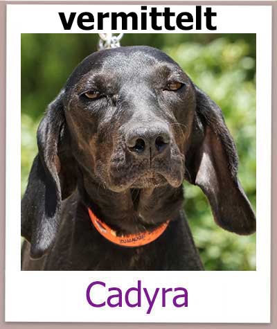 Cadyra Tierschutz Hund Zypern vermittelt