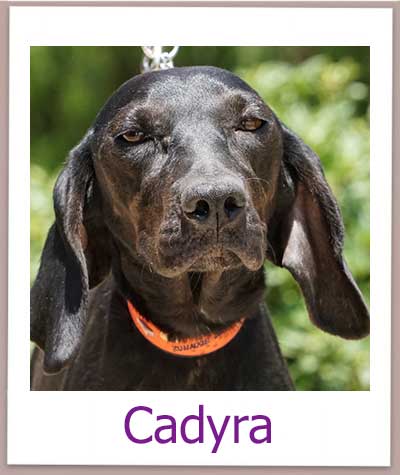 Cadyra prof