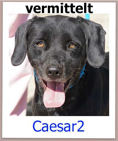 Der Labradormischling Caesar aus Zypern aus dem Tierheim sucht ein Zuhause.