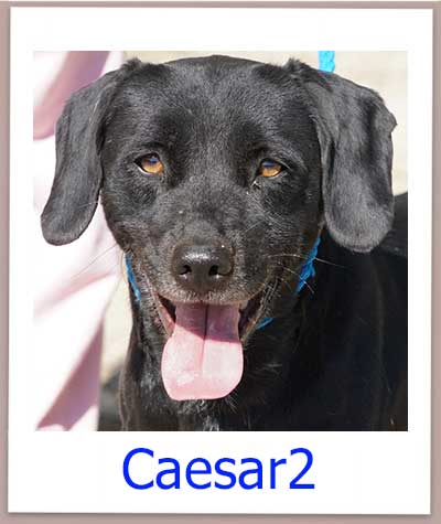 Caesar, ein kleiner Mischling aus Zypern, ist in einer Pflegestelle.