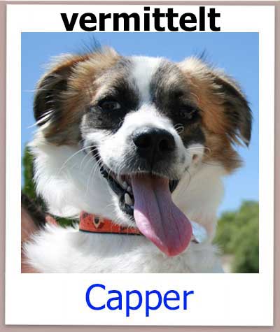 Der Mischlingshund Capper aus Zypern sucht ein Zuhause und kommt aus dem Tierheim.