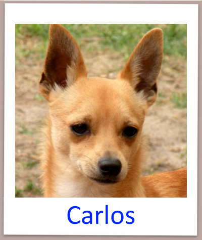 Carlos prof n