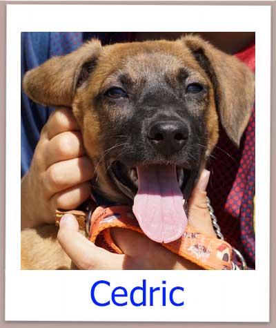 Cedric prof