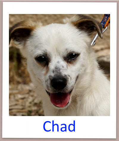 Chad prof