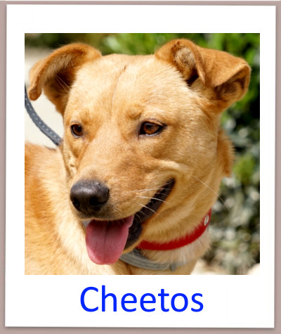 Der Tierschutzhund Cheetos aus Zypern aus dem Tierheim sucht ein Zuhause.