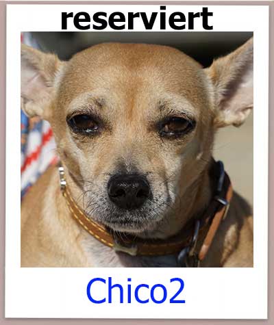 Pinscher Mischling Chico2 aus Zypern sucht seine Familie.