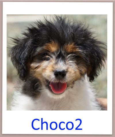 Choco2 prof