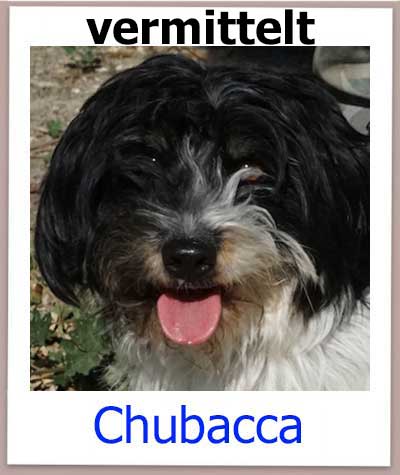 Der Terrier Mischling Rüde Chubacca aus Zypern hat sein Zuhause gefunden.