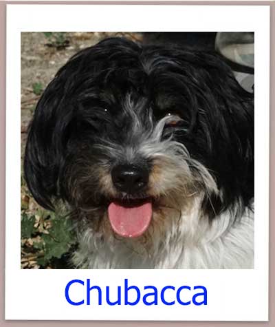 Terrier Mischling Chubacca aus dem Tierheim auf Zypern sucht seine Familie.