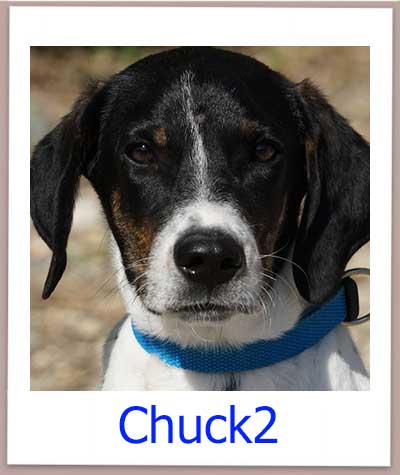 Chuck2 prof