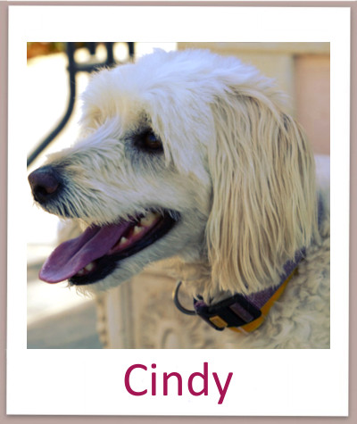 Cindy prof