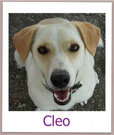 Cleo Tierschutz Zypern Hund prof 1