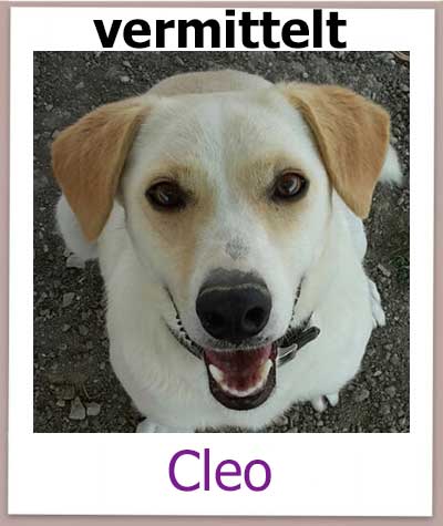Cleo Tierschutz Zypern Hund vermittelt 1